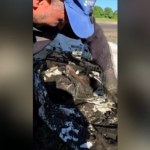 Bocian czarny utknął w pułapce. Zatrzymał go wyschnięty staw
