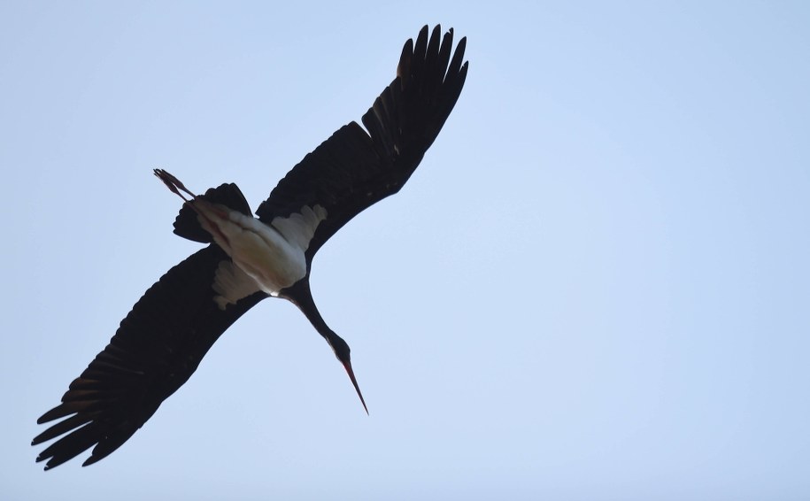 Co słychać u pary bocianów czarnych? Transmisja online z gniazda!
