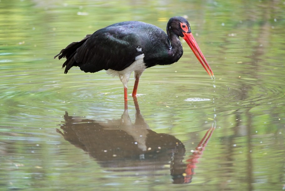 Bocian czarny /	Grzegorz Michałowski   /PAP
