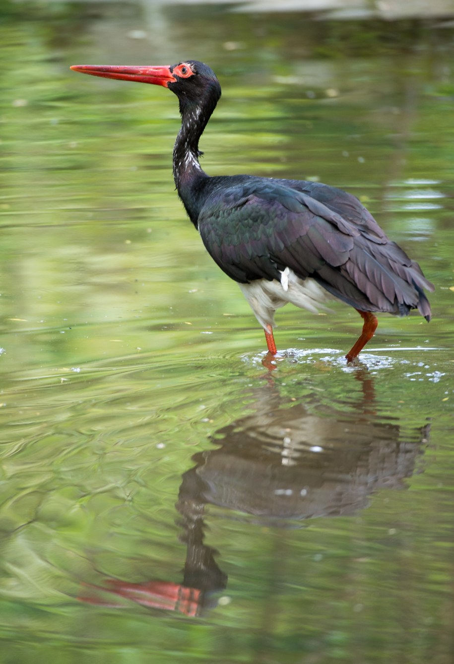Bocian czarny /	Grzegorz Michałowski   /PAP
