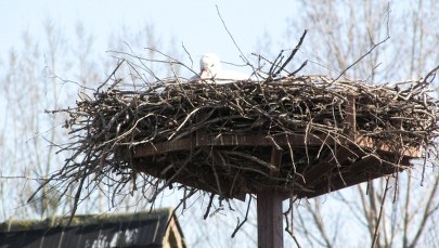 Bocian Heniek przyniósł wiosnę. Już siedzi w swoim gnieździe. ZOBACZ ZDJĘCIA