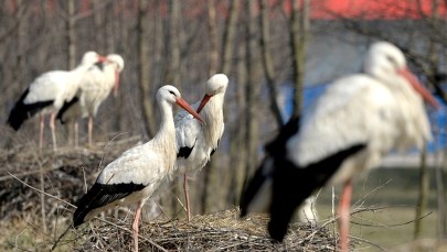 Bocian jest charyzmatycznym gatunkiem. Przynosił szczęście