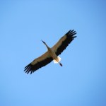 bociany Bocian Krutek wraca do Polski. Słynny ptak jest już w Europie