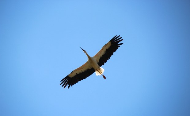 ​Bocian Krutek wraca do Polski. Słynny ptak jest już w Europie