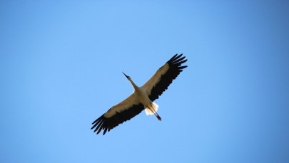 ​Bocian Krutek wraca do Polski. Słynny ptak jest już w Europie