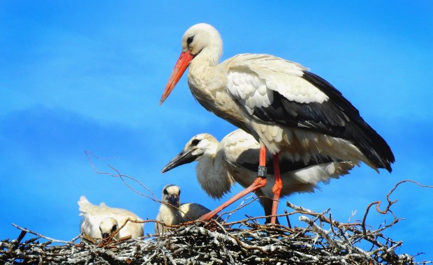 Bocian nie tylko przynosi dzieci. Tworzy też glebę w gnieździe 