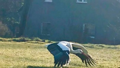 Bocian przed szczecińską porodówką. Ptak "przyniósł" czworo dzieci