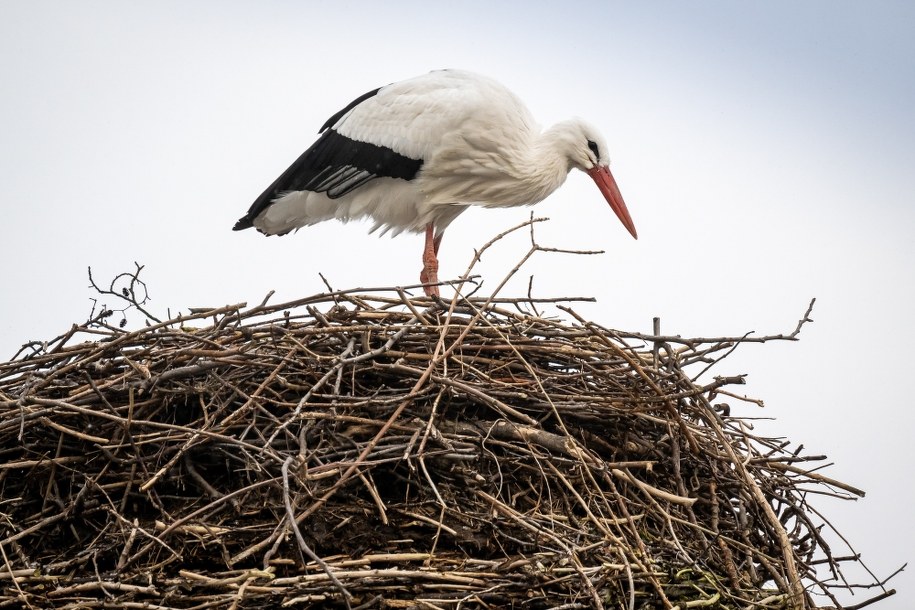 Bocian w gnieździe /Tytus Żmijewski /PAP
