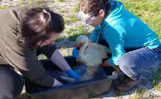 Bocian w marynacie. Nietypowa interwencja pracowników nadleśnictwa w Piotrkowie 