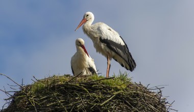 Bocian wypadł z gniazda razem z młodymi i zginął. Zawinił przyrząd wędkarzy