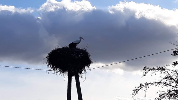 Bocian z miejscowości Dągi w gminie Dywity koło Olsztyna /Foto. Iza Kurzak /