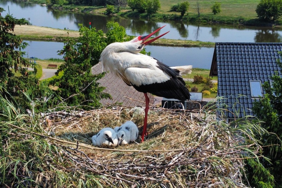 Bocian z  młodymi / 	Lech Muszyński    /PAP