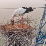 Bocian zagnieździł się na słupie elektrycznym. Do akcji ruszyły służby