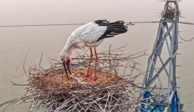 Bocian zagnieździł się na słupie elektrycznym. Do akcji ruszyły służby