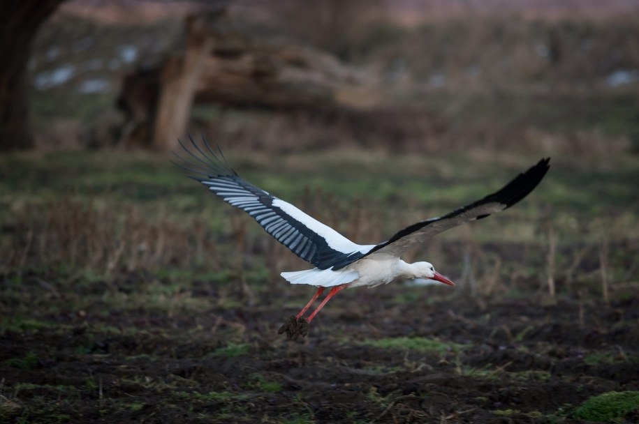 Bocian /Tytus Żmijewski /PAP