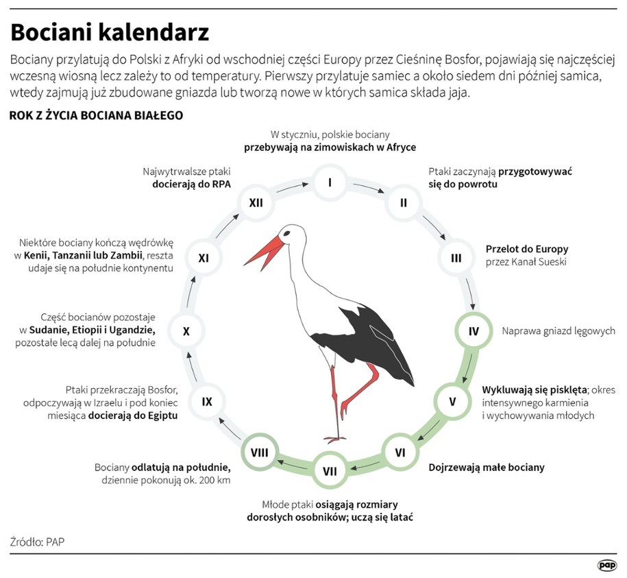Bociani kalendarz /Mateusz Krymski /PAP