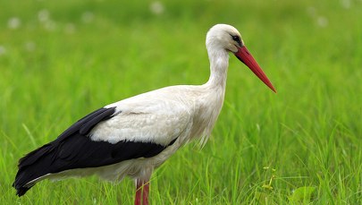 "Bocianów powinniśmy spodziewać się między 15 a 20 marca"