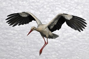 Bociany białe coraz częściej na śniegu. Podejmują zadziwiające decyzje