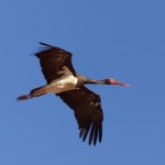 Bociany białe doleciały do środkowej Afryki. Czarne poleciały gdzie indziej