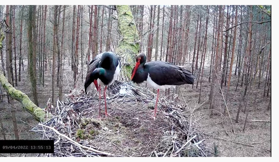 Bociany czarne on line /Zrzut ekranu