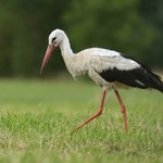 Bociany je jedzą i umierają. Zabija je przedmiot, który każdy ma w domu