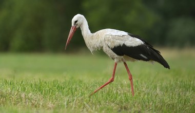Bociany je jedzą i umierają. Zabija je przedmiot, który każdy ma w domu