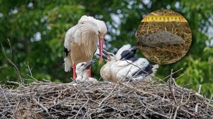 Bociany na śmieciówce. Zaczynają jeść coraz więcej odpadów z wysypisk