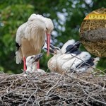 Bociany na śmieciówce. Zaczynają jeść coraz więcej odpadów z wysypisk