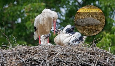 Bociany na śmieciówce. Zaczynają jeść coraz więcej odpadów z wysypisk