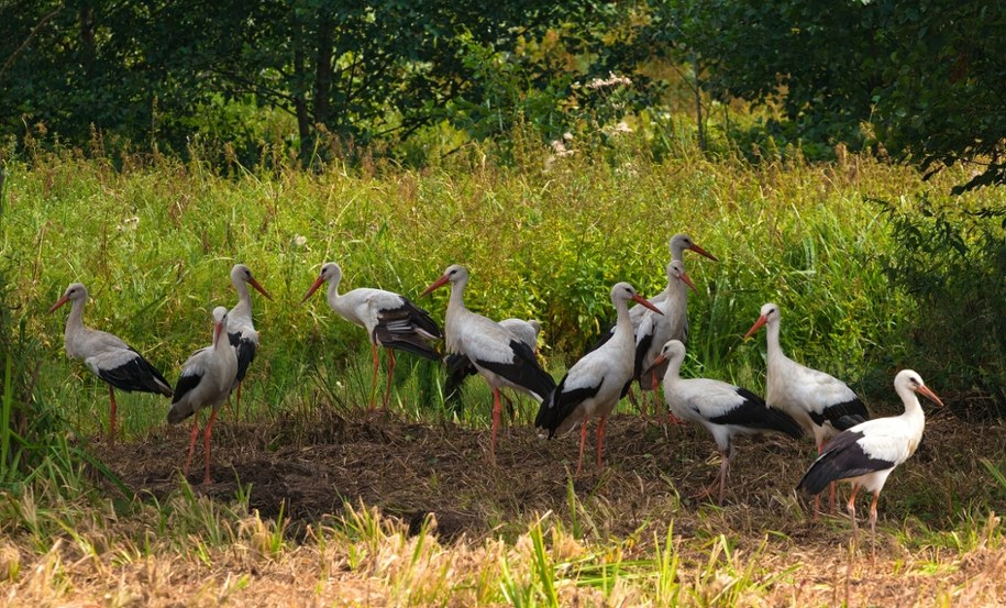 Bociany na zdjęciu ilustracyjnym /Shutterstock