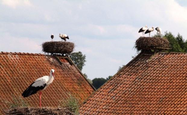 Bociany nie spieszą się do Żywkowa. "Czekamy jeszcze nawet na 20 par"