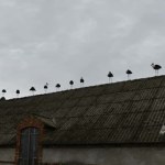 Bociany odlatują już w lipcu? Zaskakujące zdjęcia z Mrowina