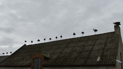 Bociany odlatują już w lipcu? Zaskakujące zdjęcia z Mrowina