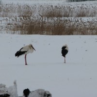 My jesteśmy, a wiosna gdzie?