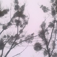 Na drzewie może będzie cieplej