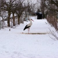 Bocian z łódzkiego