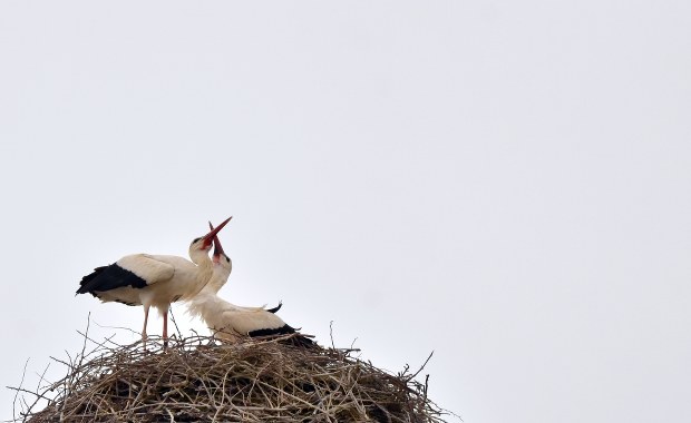 Bociany przystąpiły już do lęgów. Czy w Żywkowie padnie rekord?