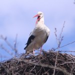Bociany są już na "polskim biegunie zimna"
