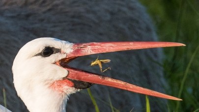 Bociany są już w drodze do Afryki