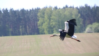 Bociany są już w Europie! Kiedy przylecą do Polski?