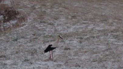 ​Bociany są już w Polsce! Mamy zdjęcie!  