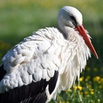 Bociany sensacją w europejskim kraju. Wróciły po prawie 200 latach