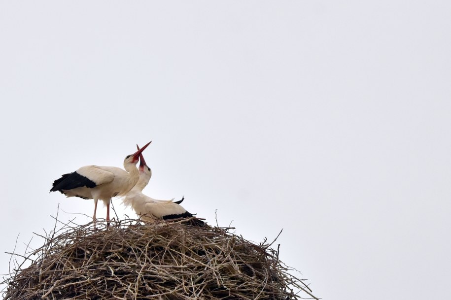 Bociany w gnieździe /Shutterstock