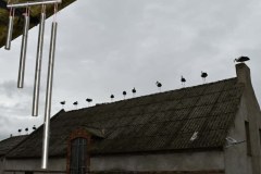 Bociany w miejscowości Mrowino (gmina Rokietnica)