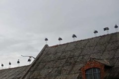 Bociany w miejscowości Mrowino (gmina Rokietnica)