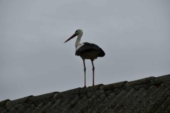 Bociany w miejscowości Mrowino (gmina Rokietnica)