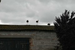 Bociany w miejscowości Mrowino (gmina Rokietnica)