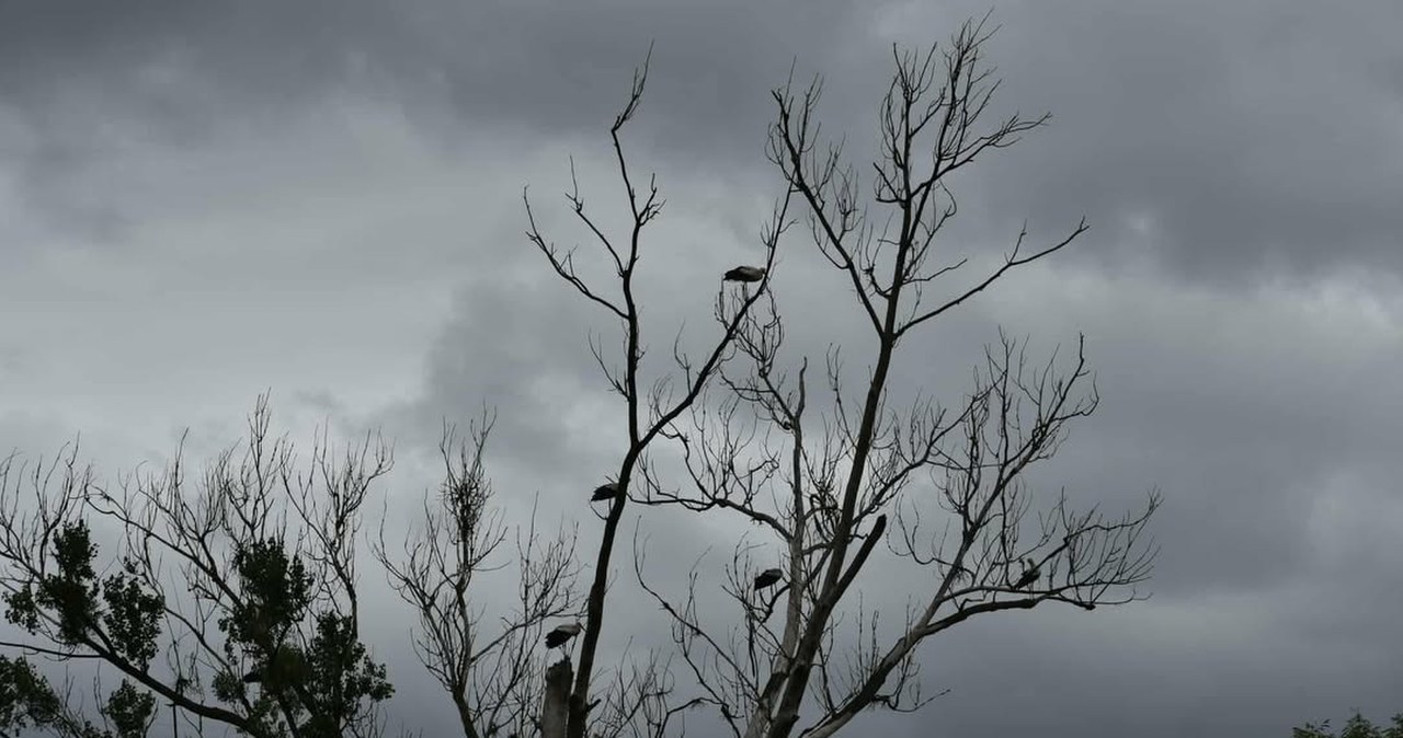 Bociany w miejscowości Mrowino (gmina Rokietnica)