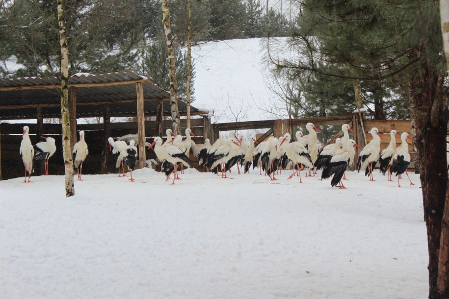 Bociany w ośrodku w Bukwałdzie /Piotr Bułakowski /RMF FM