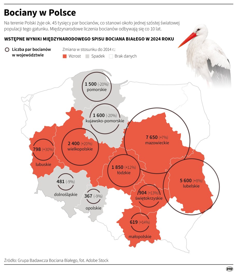Bociany w Polsce /Mateusz Krymski /PAP